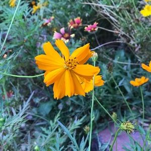 Meet your Posher, Alexia